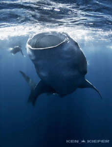 Whale shark turning near a freediver by Ken Kiefer 